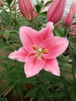 [5262 Benson No01.JPG]